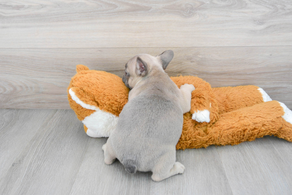 French Bulldog Pup Being Cute