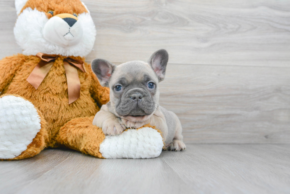 French Bulldog Pup Being Cute