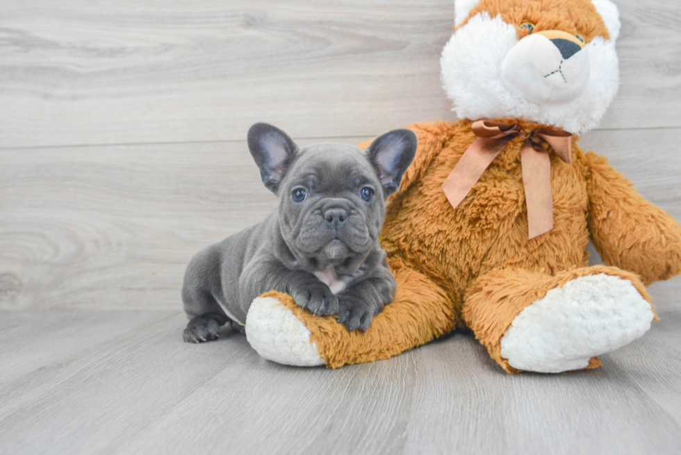 Petite Frenchie Purebred Puppy