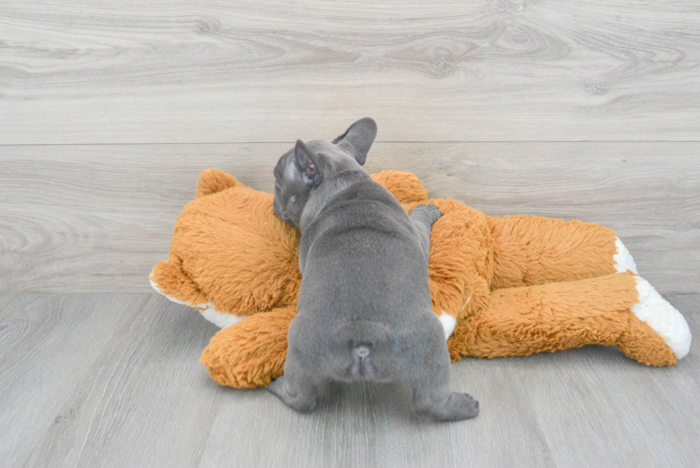 Sweet Frenchie Purebred Puppy