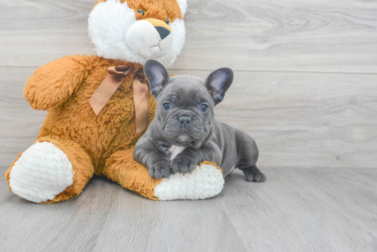 French Bulldog Puppy for Adoption