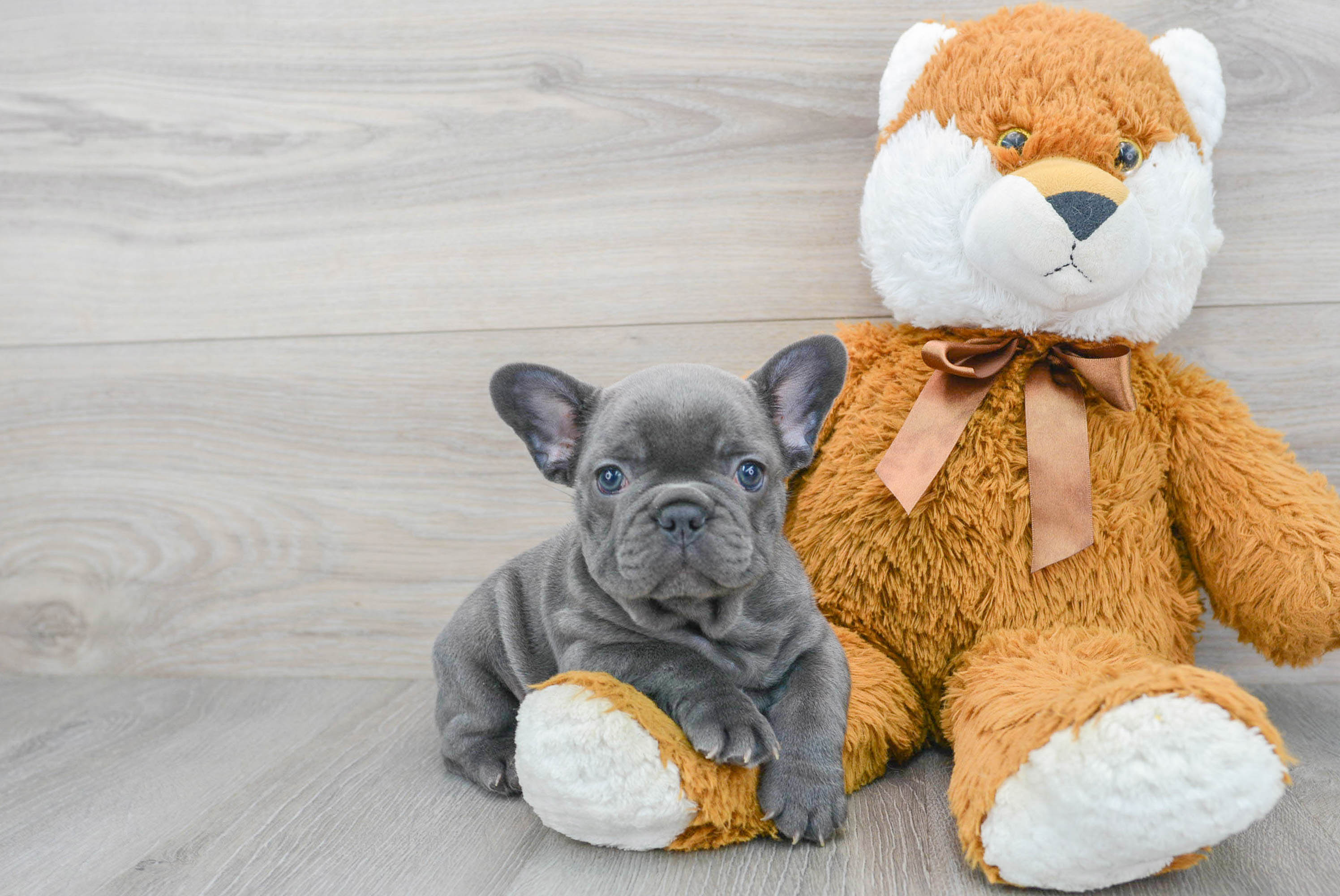 French Bulldog Puppy for Adoption