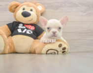 7 week old French Bulldog Puppy For Sale - Premier Pups