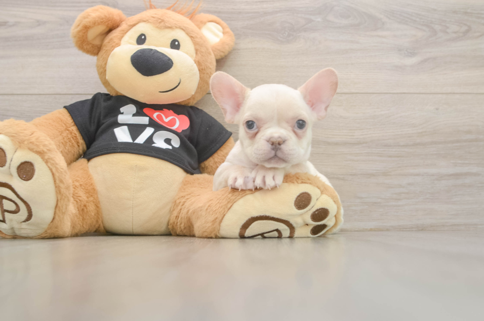 7 week old French Bulldog Puppy For Sale - Premier Pups
