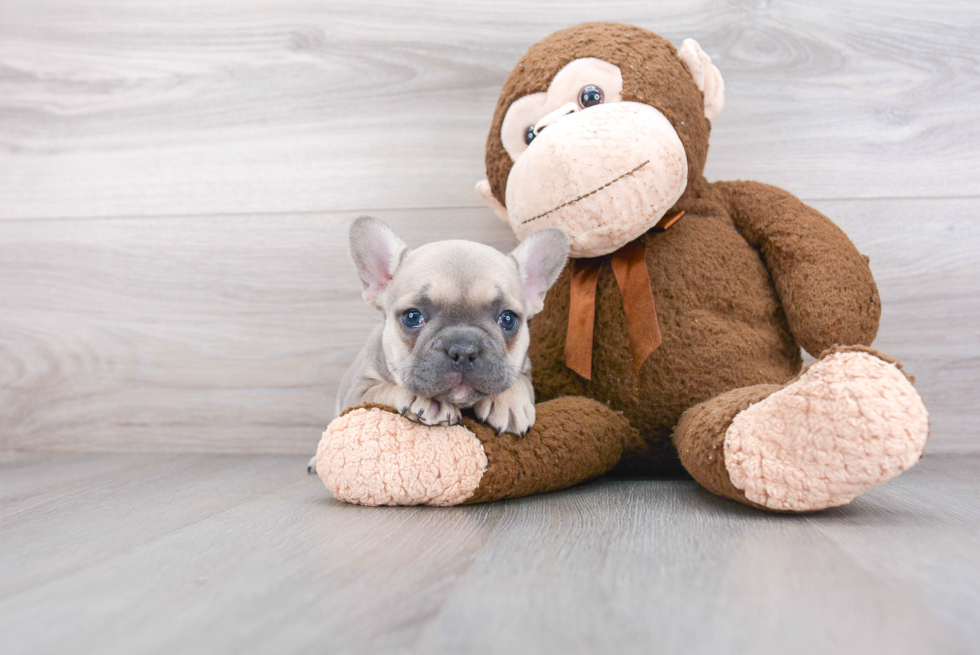 Little French Bulldog Purebred Pup