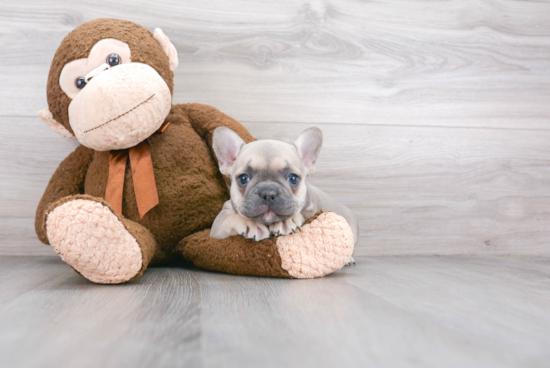 Cute Frenchie Purebred Puppy