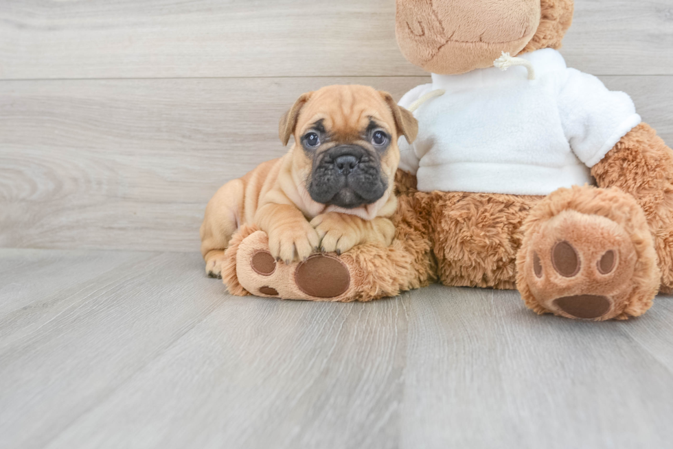 Friendly French Bulldog Baby