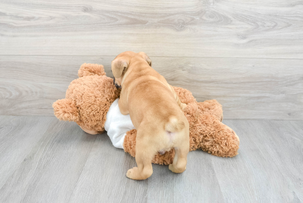 Hypoallergenic French Bulldog Purebred Pup