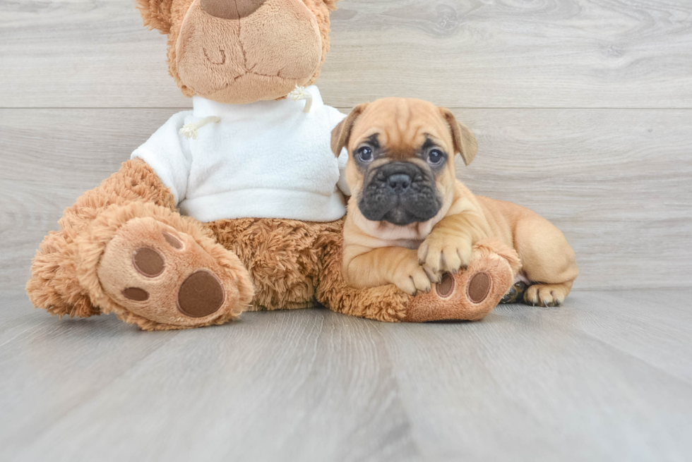 Small French Bulldog Purebred Pup