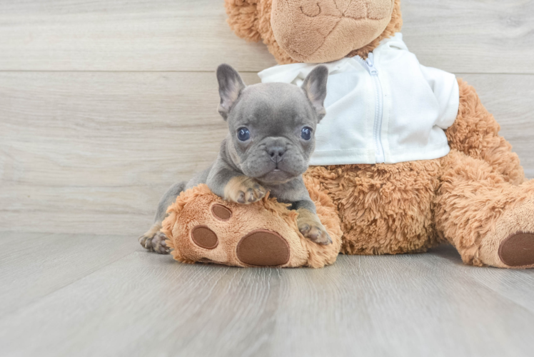 Little French Bulldog Baby