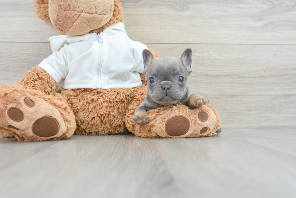 Smart Frenchie Purebred Puppy