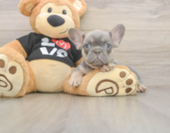 7 week old French Bulldog Puppy For Sale - Premier Pups