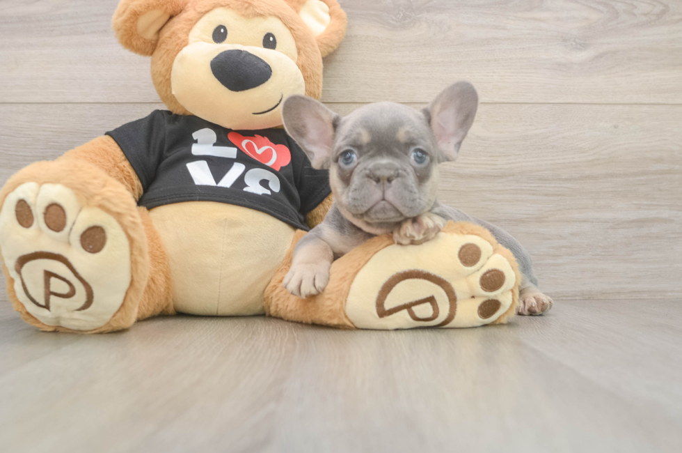 7 week old French Bulldog Puppy For Sale - Premier Pups