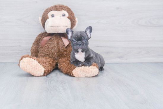 Funny French Bulldog Baby