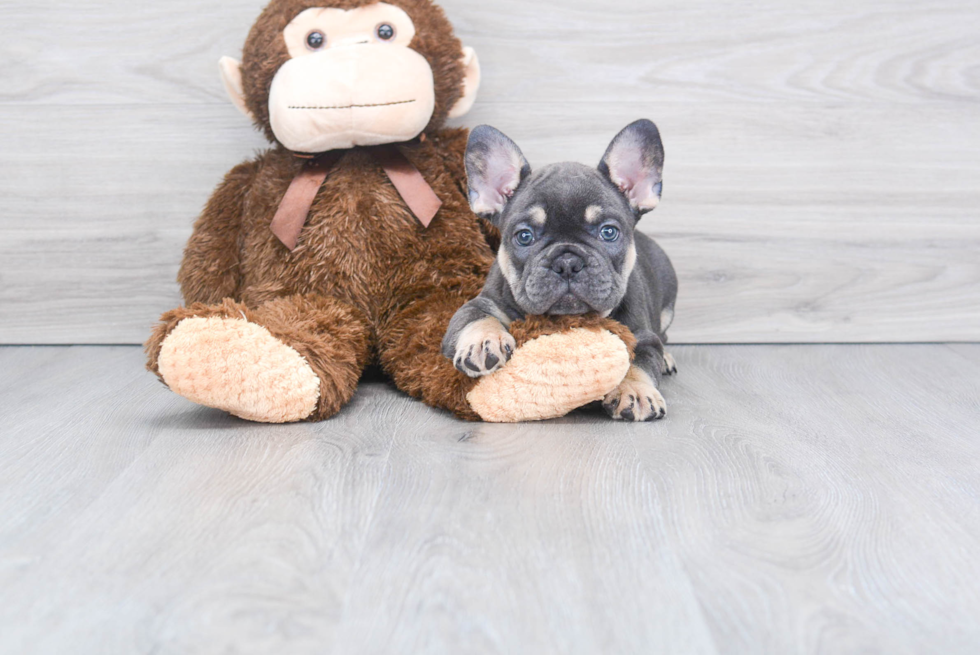 Akc Registered French Bulldog Baby