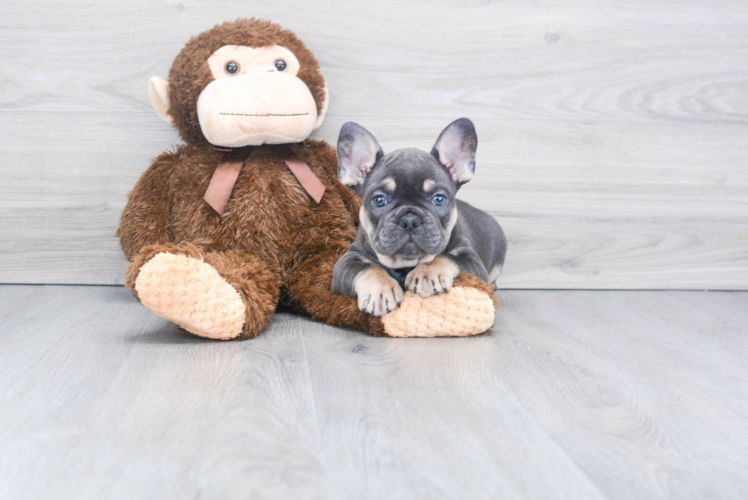 Best French Bulldog Baby