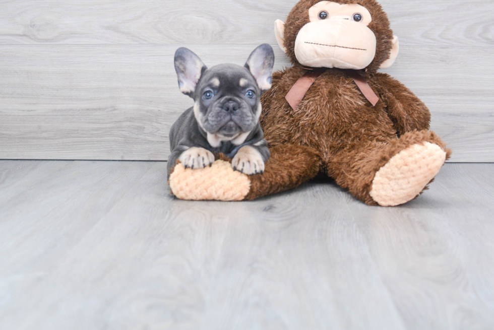 French Bulldog Pup Being Cute