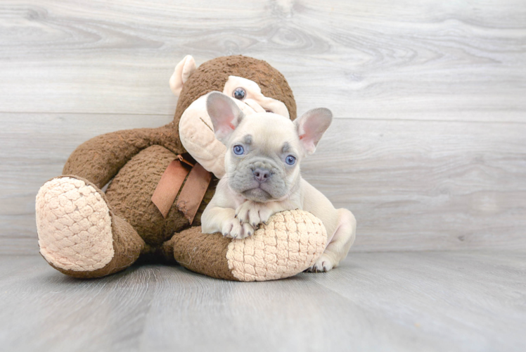 Akc Registered French Bulldog Purebred Pup