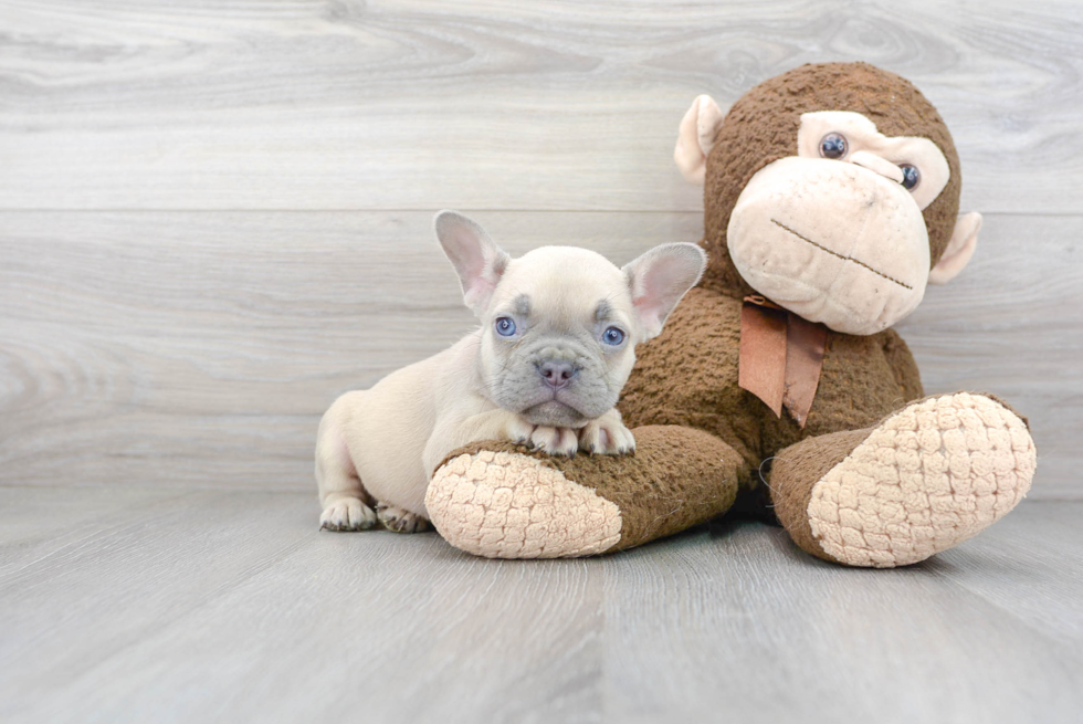 Little French Bulldog Purebred Pup