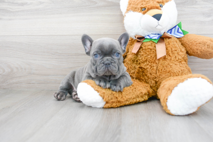 Funny French Bulldog Baby