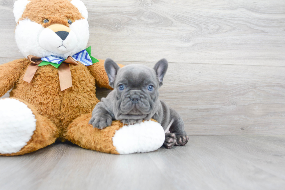 Best French Bulldog Baby