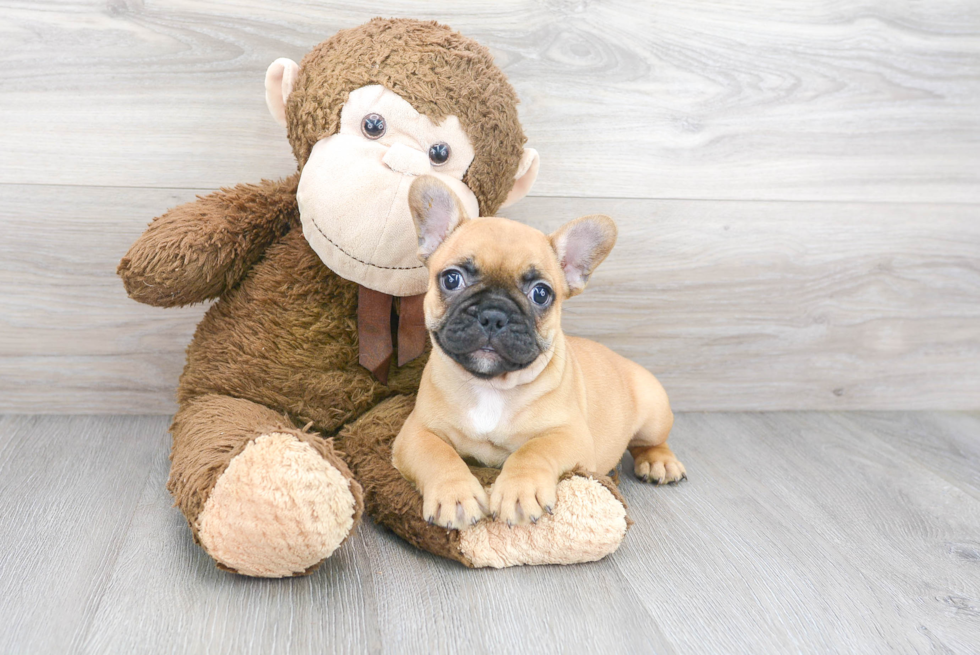 French Bulldog Pup Being Cute