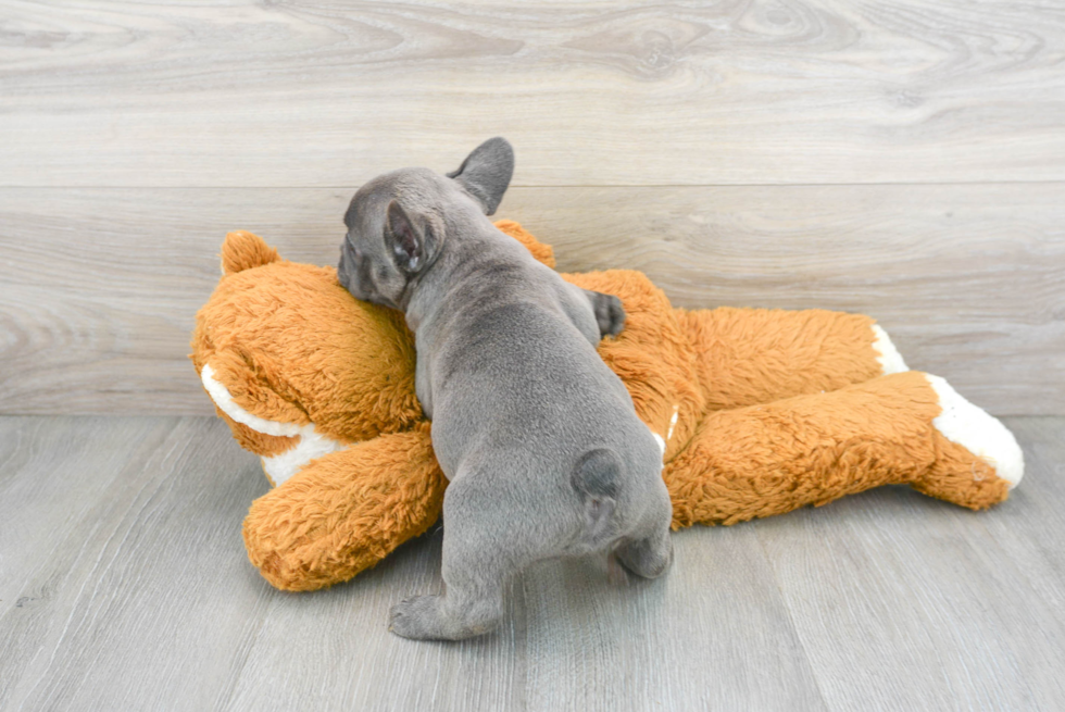 Hypoallergenic French Bulldog Purebred Pup