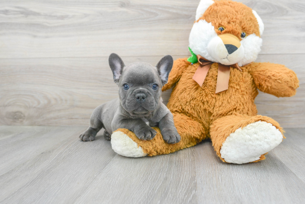 Best French Bulldog Baby