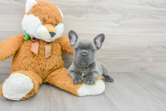 French Bulldog Pup Being Cute