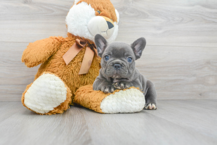 Best French Bulldog Baby