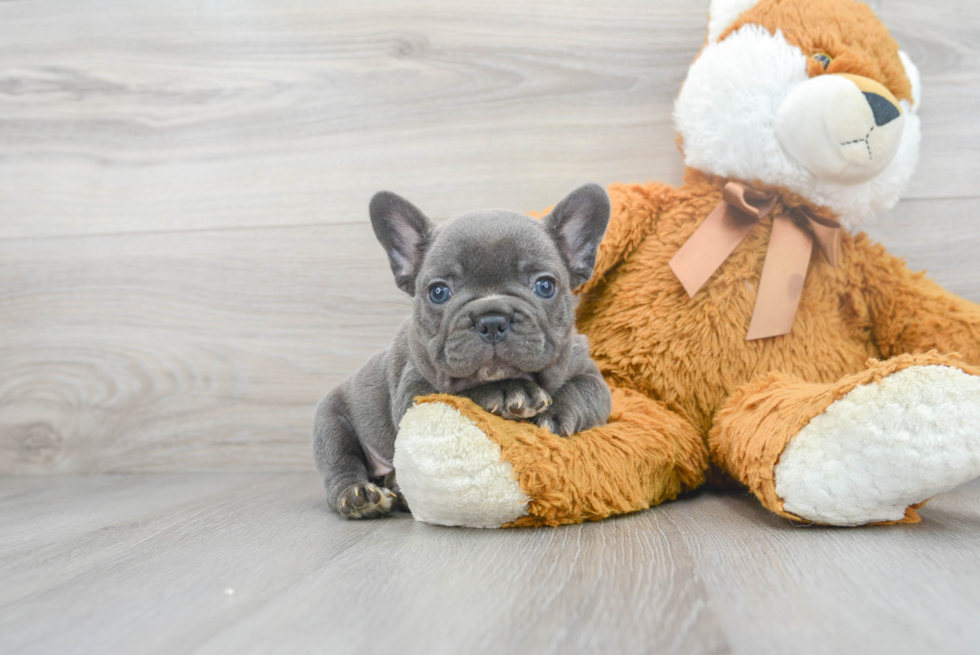 French Bulldog Pup Being Cute