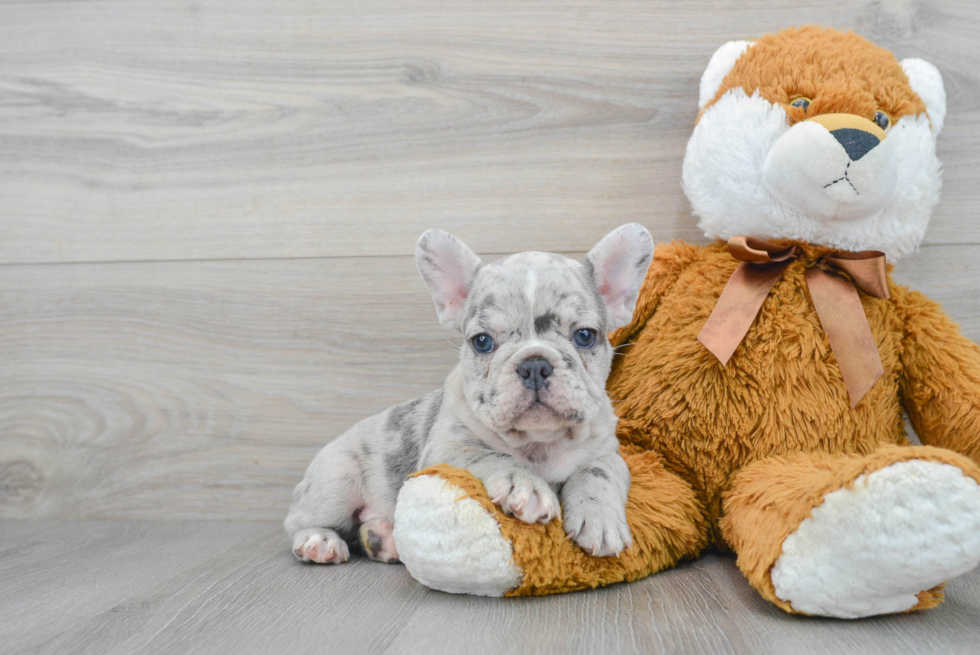 French Bulldog Puppy for Adoption