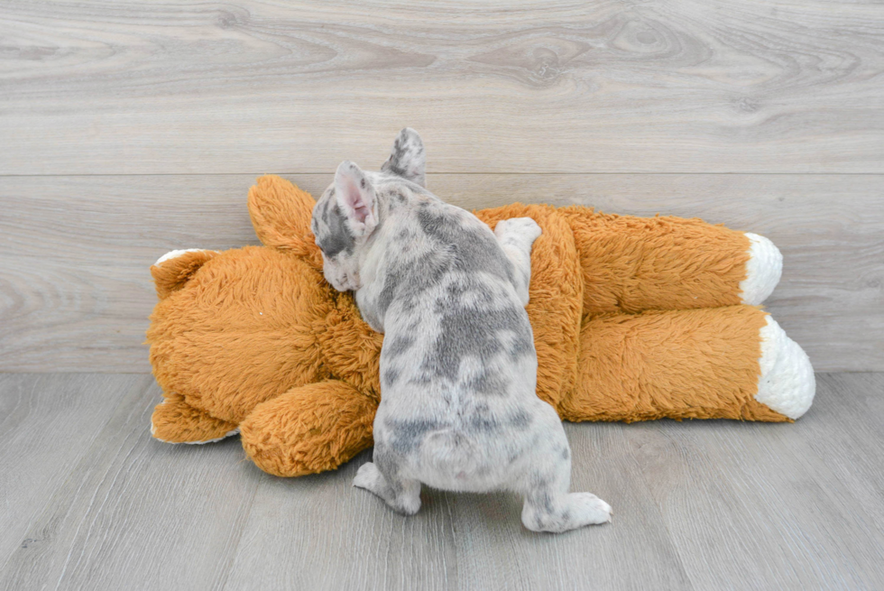 Adorable Frenchie Purebred Puppy