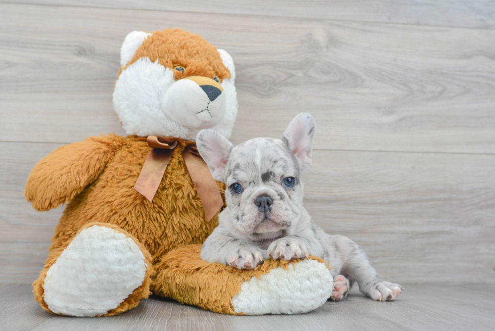 French Bulldog Puppy for Adoption