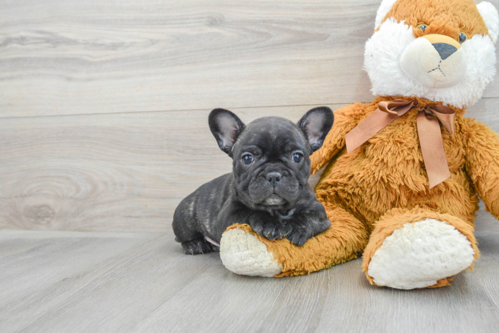 Small French Bulldog Baby