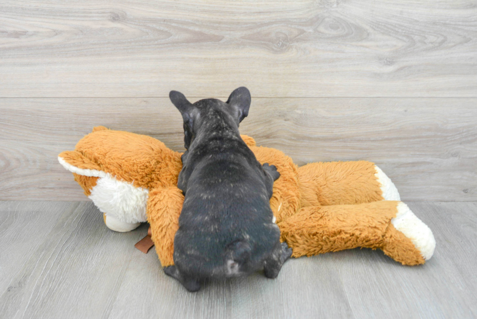 French Bulldog Pup Being Cute