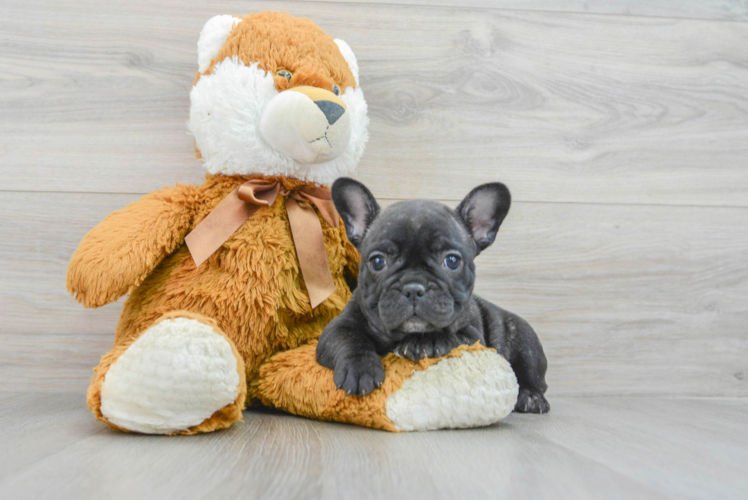 Hypoallergenic French Bulldog Purebred Pup