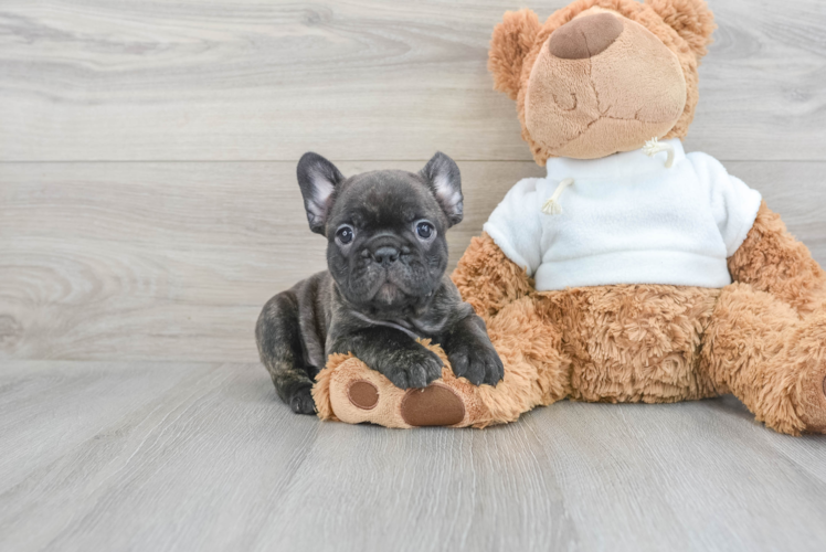 Little French Bulldog Baby