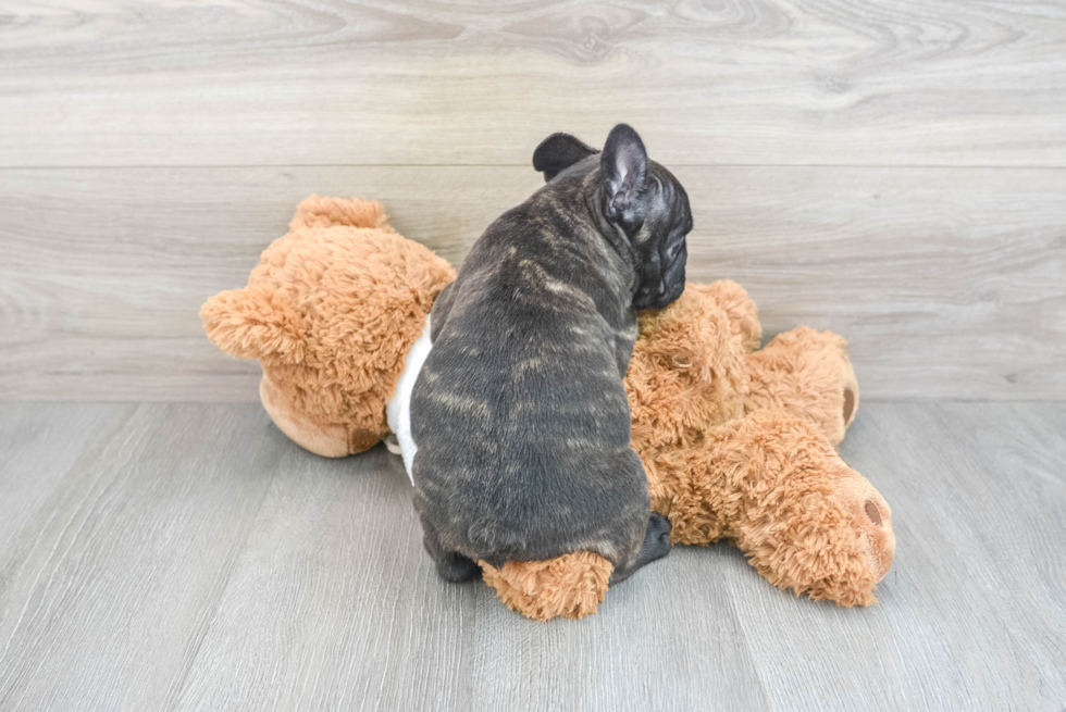 French Bulldog Puppy for Adoption