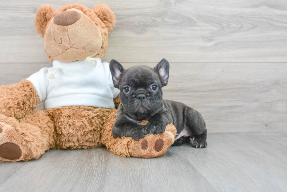 Cute Frenchie Purebred Puppy