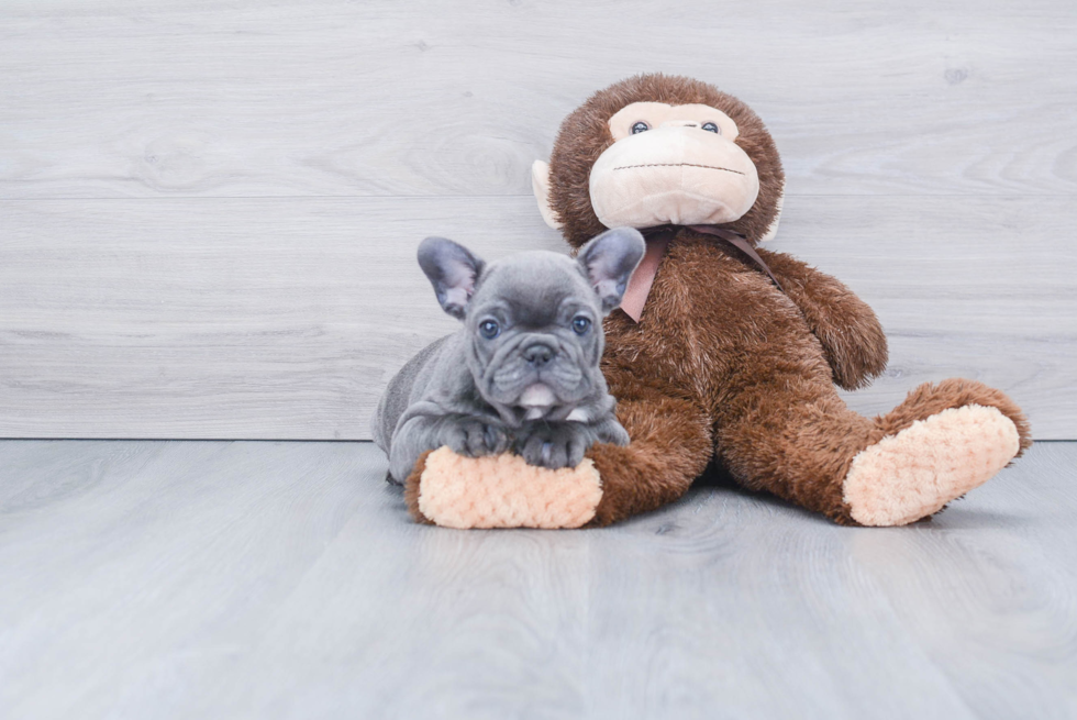 Playful French Bulldog Purebred Pup