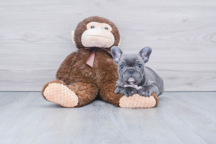 French Bulldog Pup Being Cute