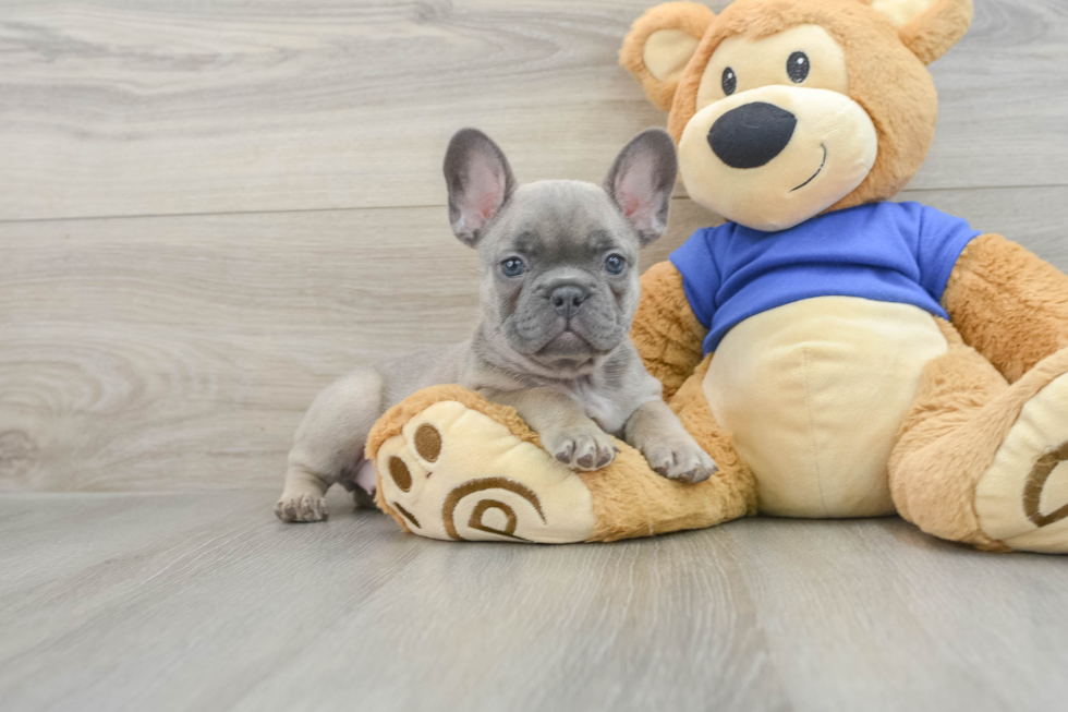 Playful French Bulldog Baby