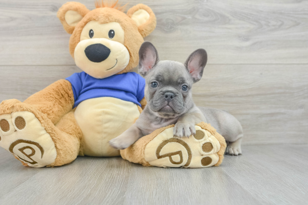 Friendly French Bulldog Baby