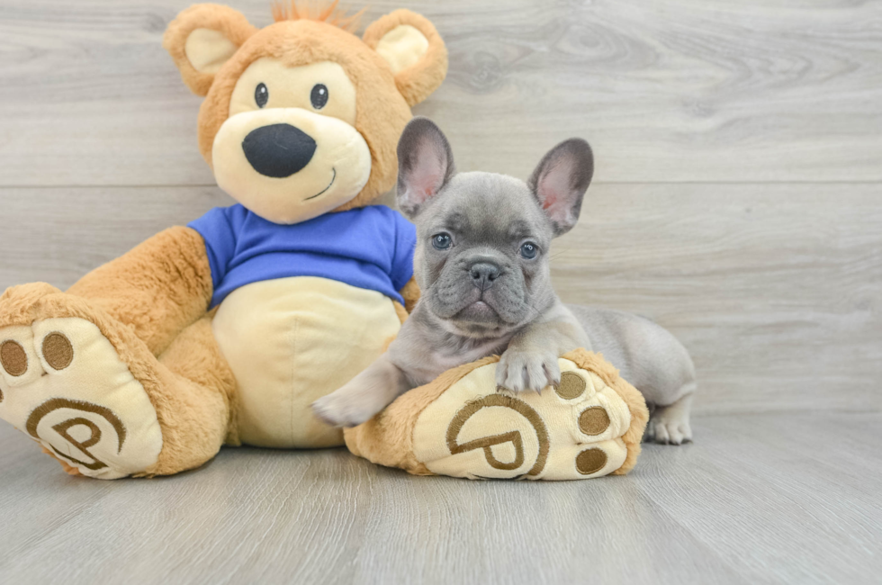 7 week old French Bulldog Puppy For Sale - Premier Pups