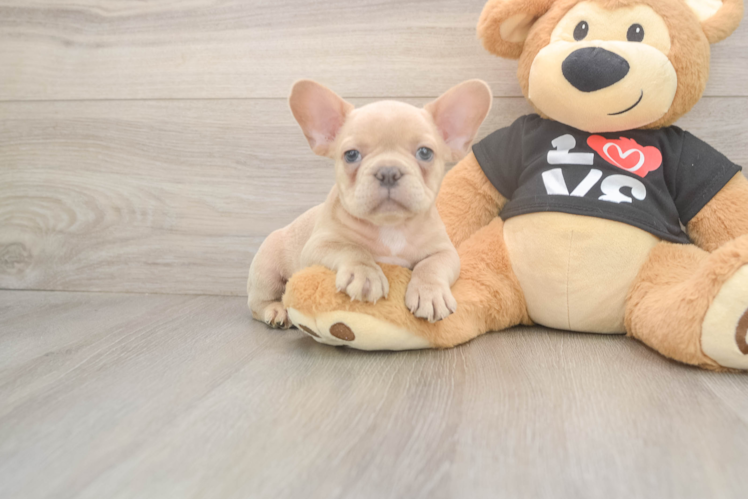 Smart Frenchie Purebred Puppy