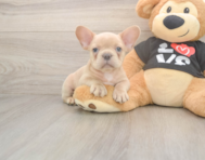 7 week old French Bulldog Puppy For Sale - Premier Pups