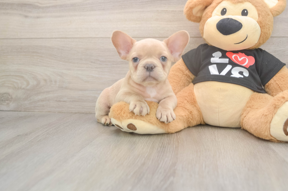Smart Frenchie Purebred Puppy
