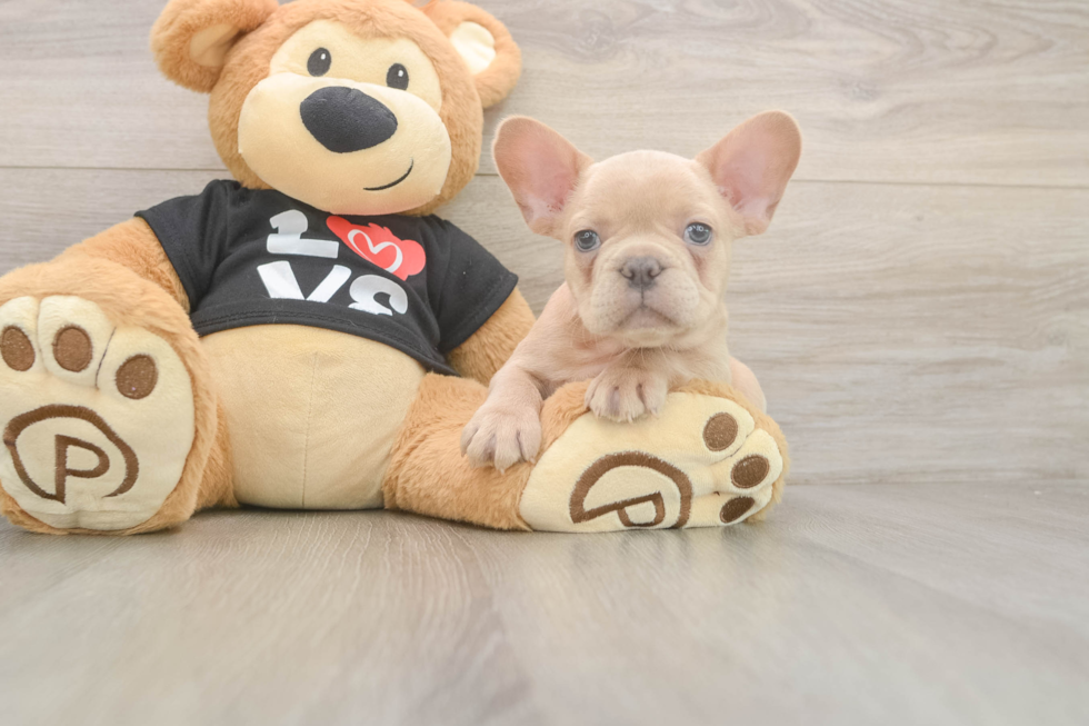 French Bulldog Puppy for Adoption