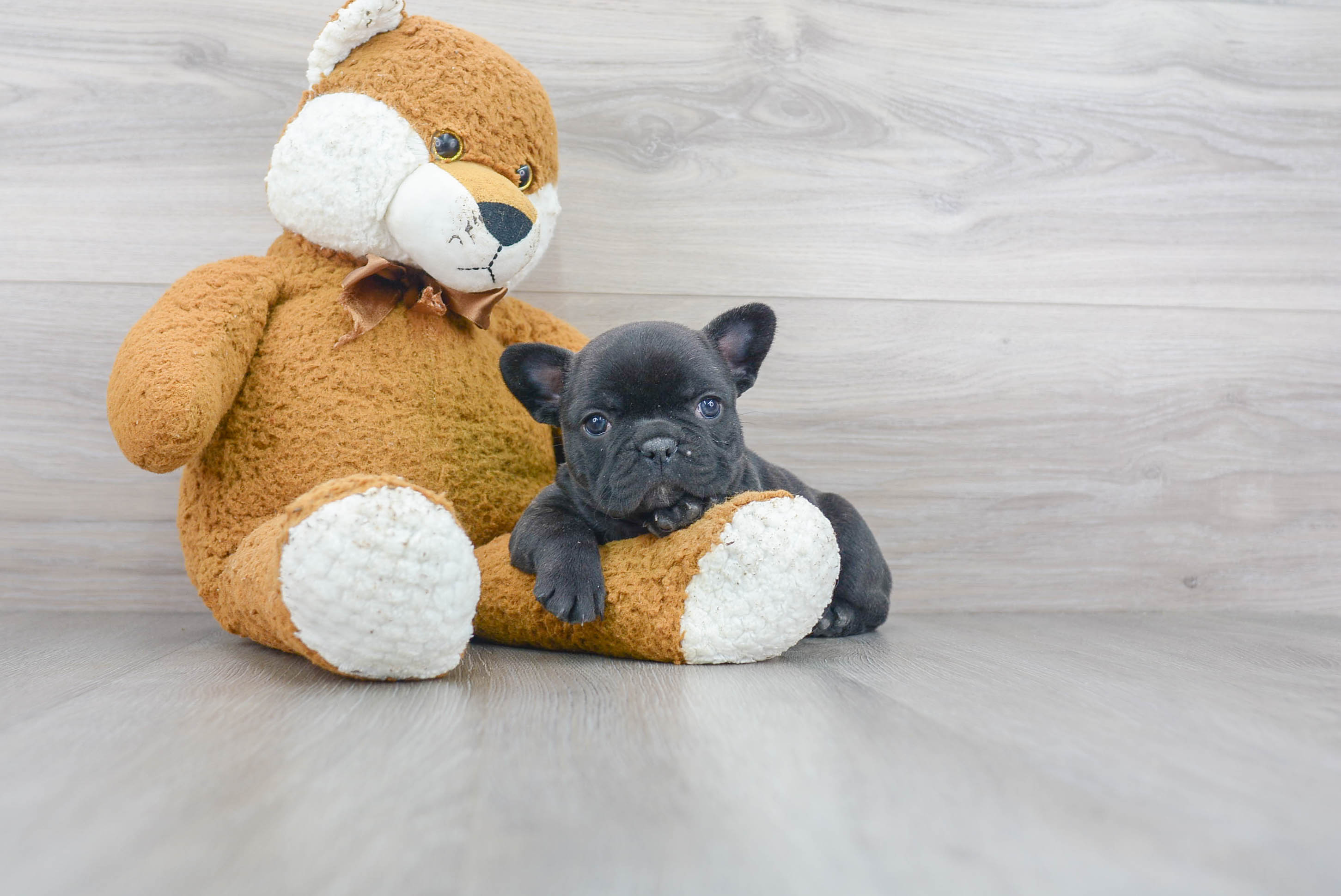 Sweet Frenchie Purebred Puppy